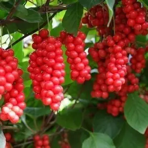 10 Seeds Chinese Magnolia Vine | Five Flavor Fruit Seeds| Schisandra chinensis.