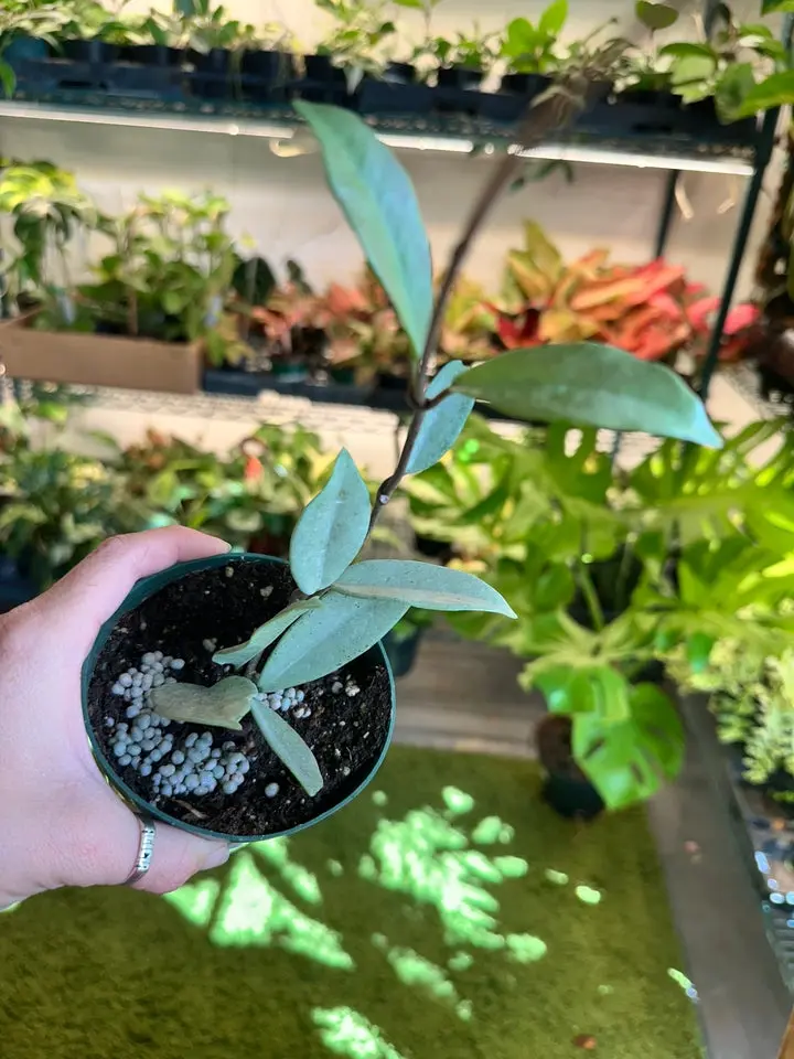 Hoya Wilbur Graves silver - 4” pot