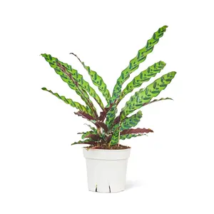 Calathea 'Rattlesnake', Large