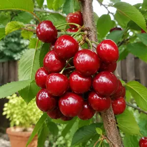 60 Sweet Red Cherry Seeds for Home Orchard Trees, Juicy Garden Fruit for Yards, Baking, Jam, Preserves and Fragrant Edible Landscaping
