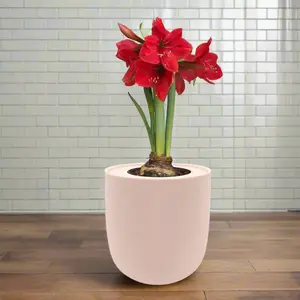 Amaryllis "Red Lion" Indoor Bulb Kit
