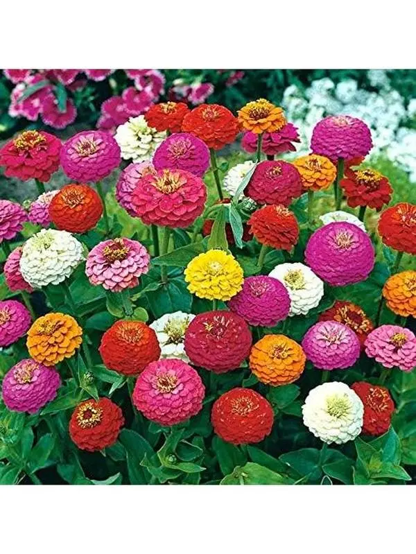 seed mixed color flower seed-Mixed Zinnia Seed  – California Giant Zinnia, Non-GMO Heirloom Easy-to-Grow Flower Seeds for Outdoor Garden