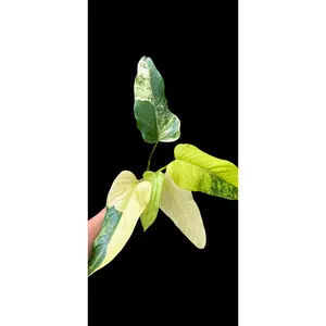 Philodendron Domesticum Variegated