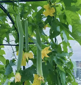 30 Mixed Luffa Gourd Smooth Loofah and Angled Luffa Gourd Seeds Heirloom Vegetable Seeds
