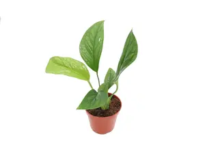 Monstera pinnatipartita - 4'' from California Tropicals