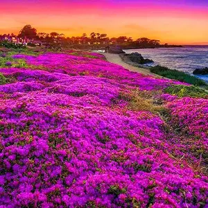 16000+ Creeping Thyme Dwarf Seeds - Thymus Serpyllum Magic Purple Creeping Thyme Seeds for Planting Ground Cover Plants Heirloom Flowers