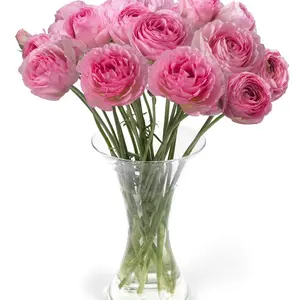 (5) Romance Vaillere Ranunculus Corms Bulbs Tubers Spring Garden Flowers