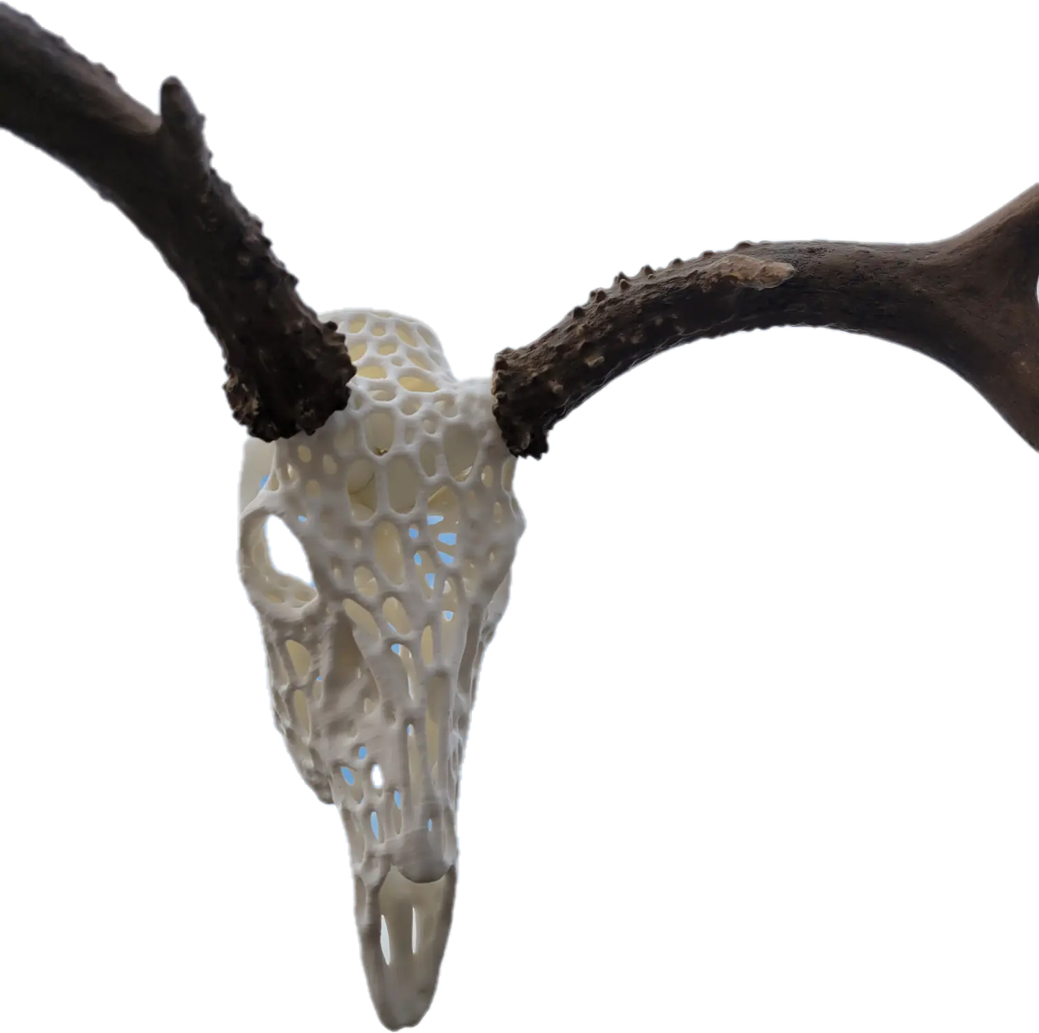 Webbed Deer Skull Mount Kit for Antler Display - Durable and Easy to Install