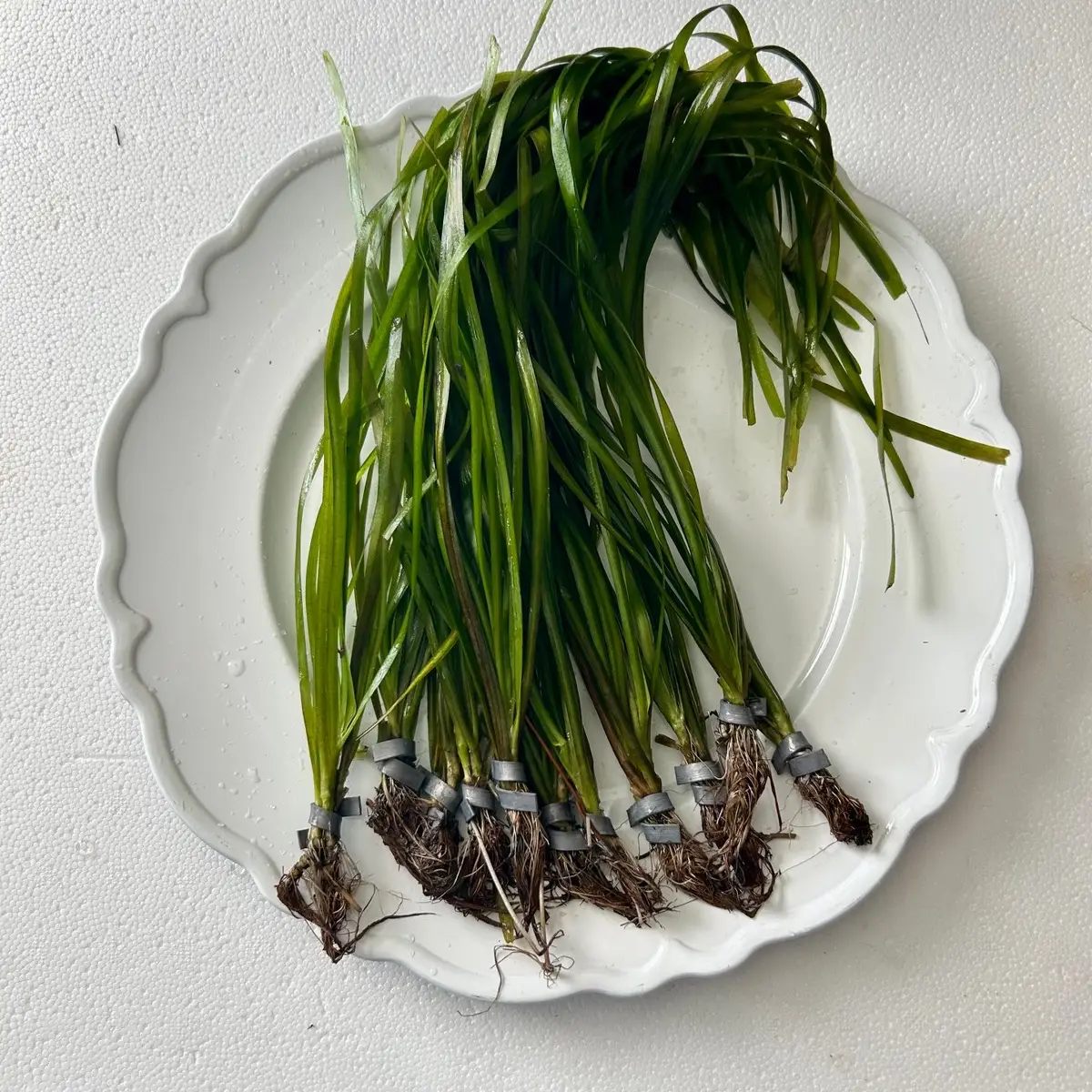 Italian Val Value Packs-Grows tall quickly! Great background plant for aquascaping freshwater aquariums!