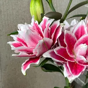 Pink Lily Bulbs - Hardy Perennial Horticultural Plant - Easy to Grow Indoors and Outdoors - Hardy and Multi-Season Flowering