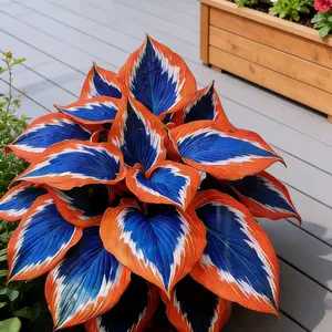 800pcs Hosta Seeds – Perfect for Beginners Hardy, shade-loving and easy to grow. Produces rich greenery in pots or shaded spaces with very little care. A simple way to upgrade any outdoor area.