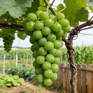 Emerald Grape Vine Seedlings | Easy to Grow Home Garden Fruit Plants Wonderful | Choice for Home Gardeners