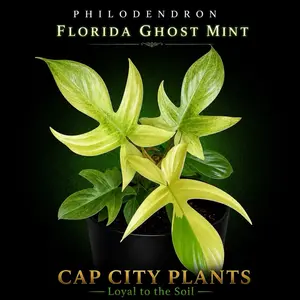 Philodendron Florida Ghost Mint TC 5 PACK