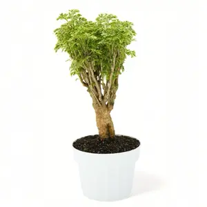 Ming Aralia Gold Bonsai, 6inch Pot