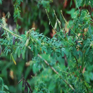 250 Seeds Fresh Chipilin Seeds Chipilin Guatemalan Seeds