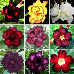 20 Mixed Color Desert Rose Seeds to Grow Adenium Obesum Seeds for Exotic Bonsai Planting Easy to Grow for Beginners & Experienced Gardeners