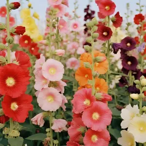 200pcs Multi-Color Hollyhock Seeds – Ideal for Garden Beds, Pathways, or Creating Living Garden Backdrops
