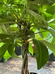 Money Tree | 6 Inch Pot | House Plant | Live Plant