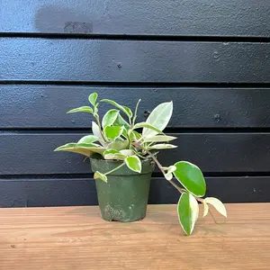 Hoya Krimson Queen 4 Inch