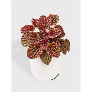 Peperomia Caperata Quito