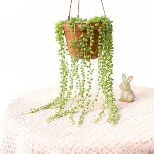 4 Inch Healthy String of Pearls Succulent Senecio Rowleyanus Long Trailing Air Purifying Live Vine Perfect for Hanging Planters and Shelves to Boost Your Home Style