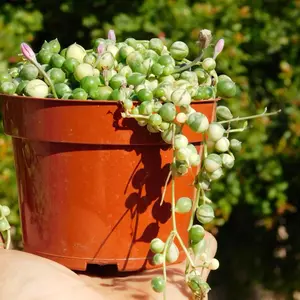 Variegated String of Pearls | Live Succulent Plant |  4 inch | Home & Garden