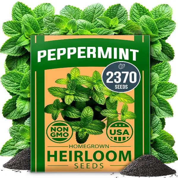 Peppermint Seeds (Mentha × piperita) – Heirloom Mint Seeds for Planting – Grow Indoors or Outdoors, Kitchen Herb Garden Favorite