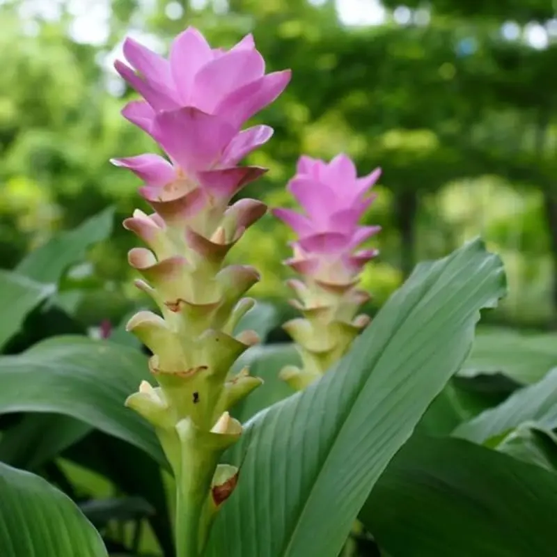 Ginger Curcuma Turmeric Plants 2 Ginger Curcuma Turmeric Plants 4-6 Inch Tall for Planting