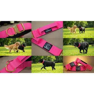 Premium  3.8 cm Heavy Duty Dog Collar for Large  Dogs -Cane Corso , Pitbull & Rottweiler