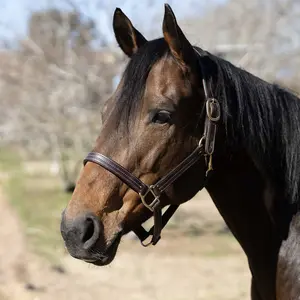 Jeffers Frankfort Triple Stitched Leather Horse Halter with Throat Snap, Adjustable, Breakaway-Ready, Premium Pre-Oiled Leather
