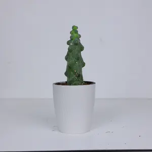 MYR001 / 4 Inch Potted Boobies cactus Live Sculptural Column Cactus, Nicknamed Boobie Cactus, Blue-Green Stem With Distinct Rounded Tubercles, Drought-Tolerant Collector Succulent For Desktops