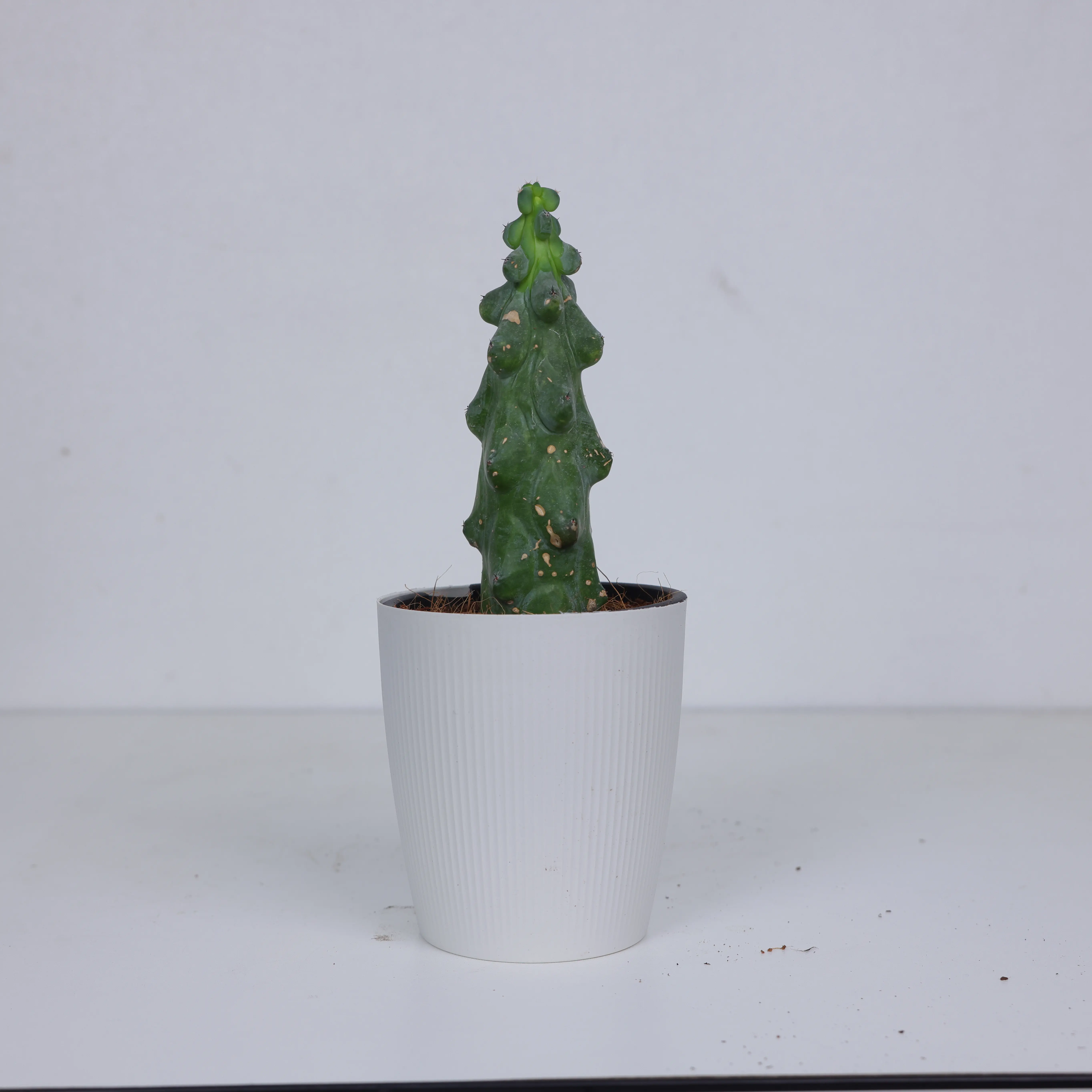 MYR001 / 4 Inch Potted Boobies cactus Live Sculptural Column Cactus, Nicknamed Boobie Cactus, Blue-Green Stem With Distinct Rounded Tubercles, Drought-Tolerant Collector Succulent For Desktops