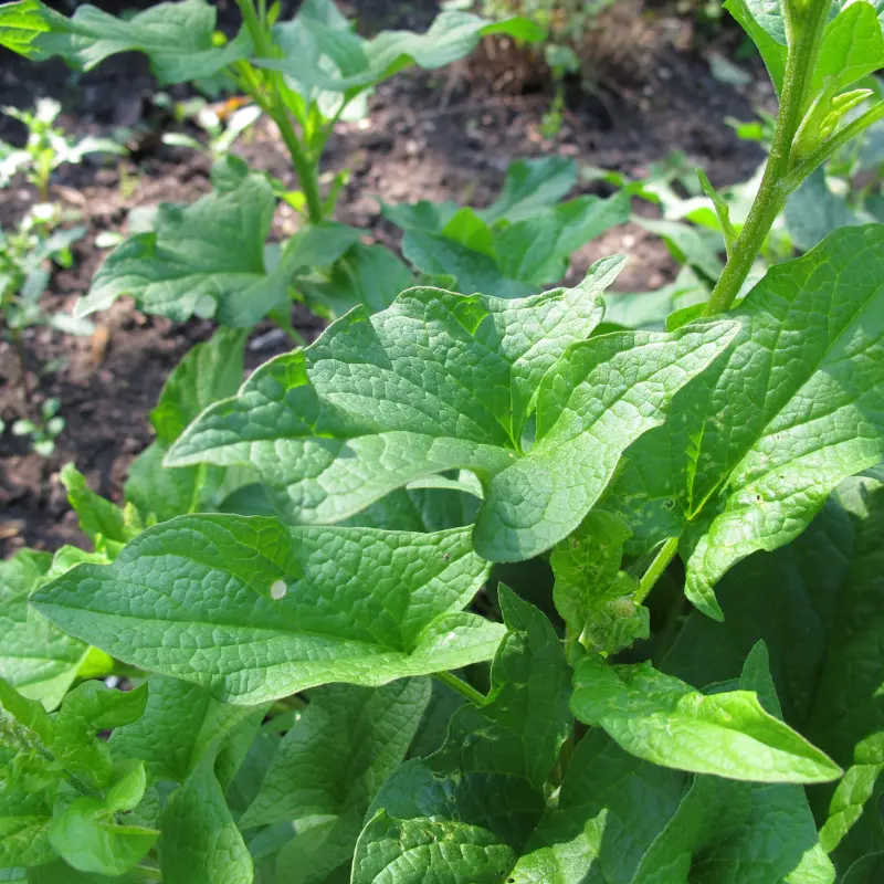 Good King Henry Organic Seeds (Blitum bonus-henricus) – Perennial “poor man’s asparagus.” Edible shoots, leaves, and a forgotten heritage green.