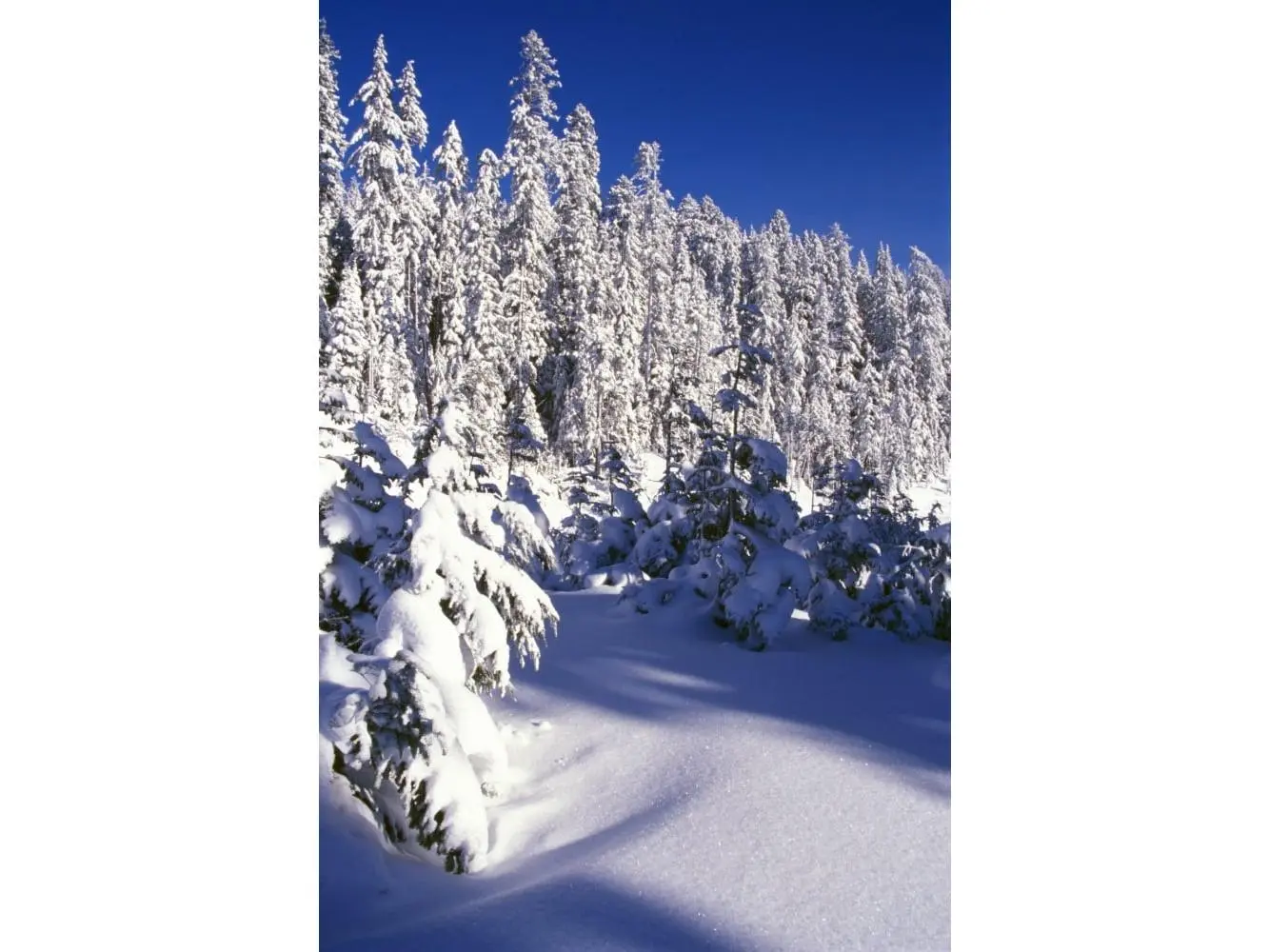 Snow-Covered Pine Trees On Mount Hood Poster Print by Natural Selection Craig Tuttle