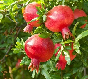 Live Pomegranate Fruit Tree Red Pomegranates Plant 1 Feet Tall Half Gallon