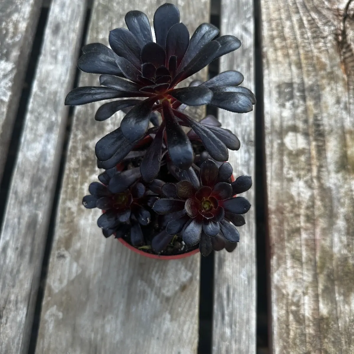 Aeonium black rose 4 in pot Aeonium black rose 4 in pot