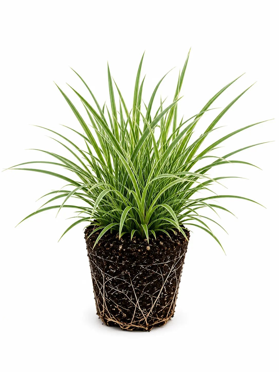 Ice Dance Japanese Sedge Live Plant Plug – Evergreen Variegated Ornamental Grass | Shade Loving Carex | Ground Cover for Borders, Landscaping & Containers