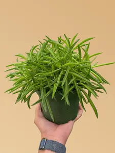 Peperomia 'Green Bean'
