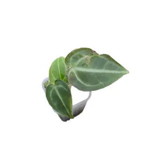 anthurium