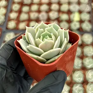 Cannister Brand 2" Live Succulents Fully Rooted in 2" Starter Pots Perfect for Succulent Beginners Garden Enthusiasts Wedding Gifts Collection of 10 Varieties Easy Care Big Impact