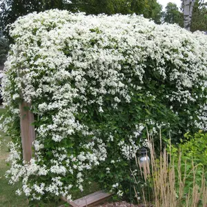 sweet autumn clematis  - Flower Seeds, PERENNIAL