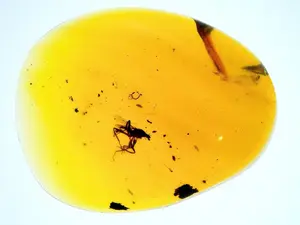 $65 piece of Amber