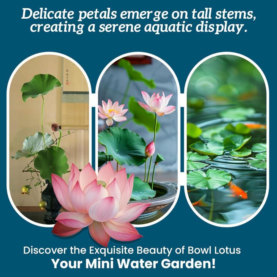 Mini Lotus Seeds Non-GMO – Easy-to-Grow Dwarf Lotus, Colorful Blooming Aquatic Flowers, Indoor Bowl Plant & Outdoor Pond Ornamental, Beginner-Friendly, Stunning Summer Blooms Mini Lotus Seeds Non-GMO – Easy-to-Grow Dwarf Lotus, Colorful Blooming Aquatic Flowers, Indoor Bowl Plant & Outdoor Pond Ornamental, Beginner-Friendly, Stunning Summer Blooms