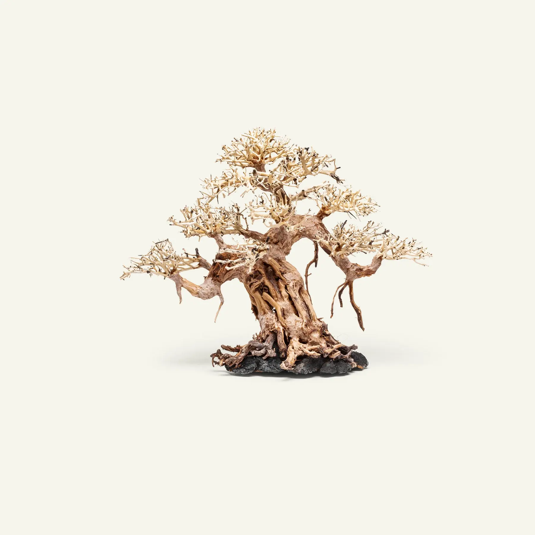 UNS Bonsai 015