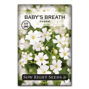 Annual Baby's Breath Seeds
