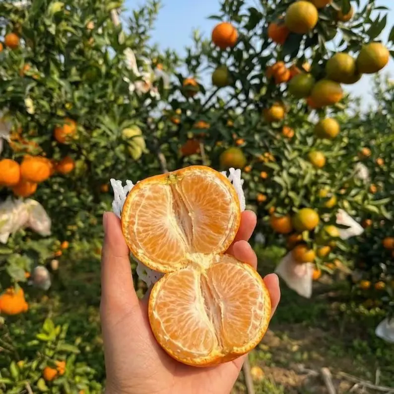 Live Mandarin Orange Tree Bare Root Sapling, Sweet Juicy Citrus Fruit Tree, Cold Hardy Dwarf Orange Plant For Backyard Patio Balcony Garden, Shipped Without Pot Bare Root