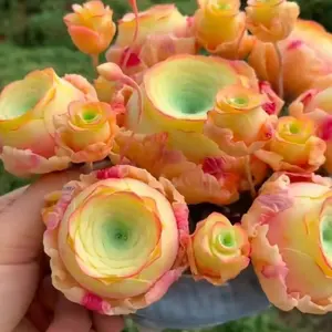 200 pcs mountain Rose succulent plant Seeds – Unique Multi-Headed Wine Glass Shape for Office & Tabletop Decor – Perfect Indoor Plants for All Year