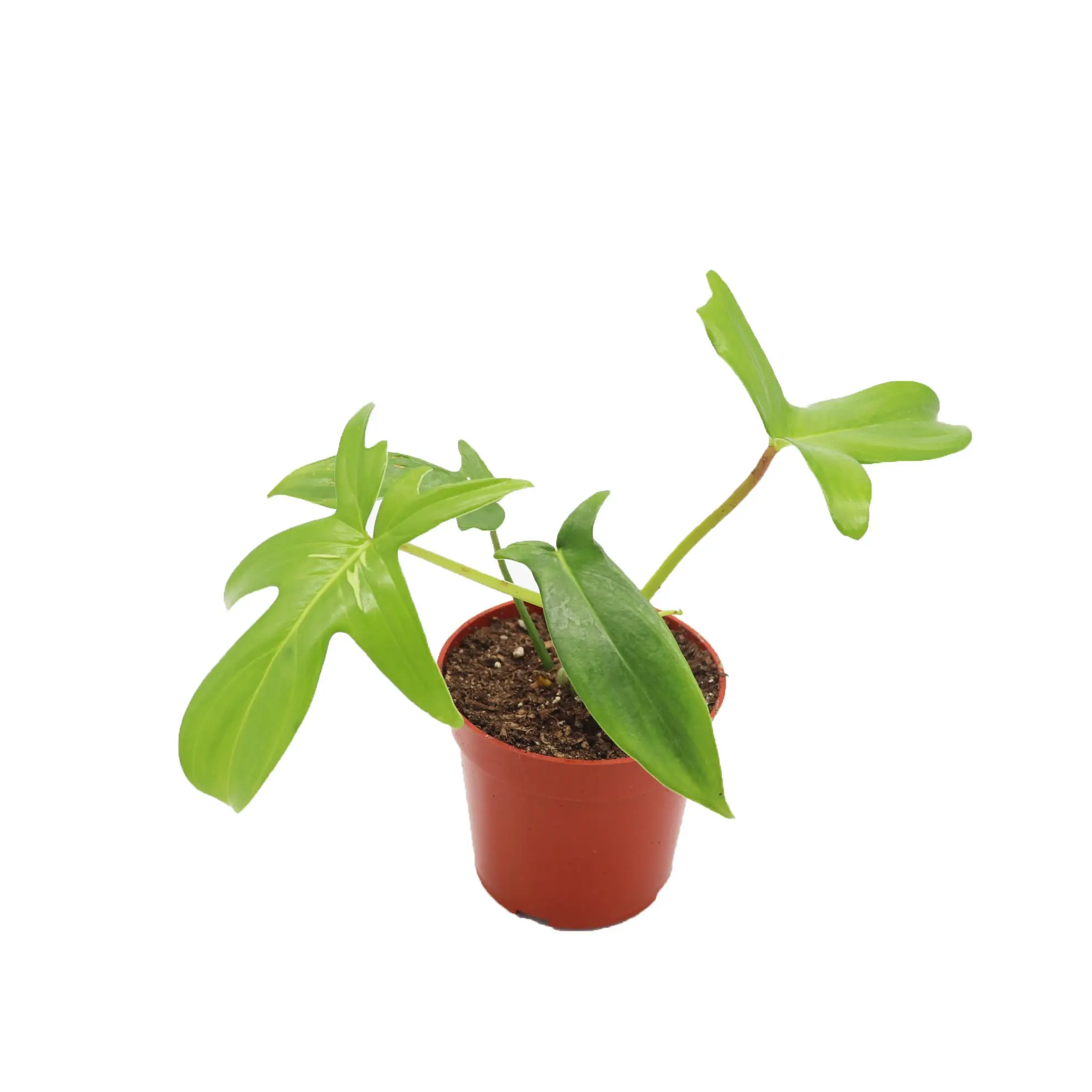 Philodendron Pedatum - 4" from California Tropicals