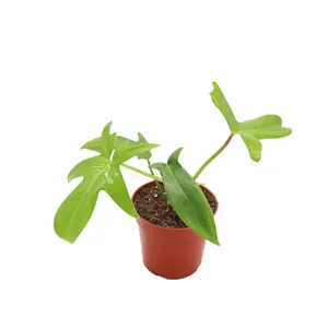 Philodendron Pedatum - 4" from California Tropicals