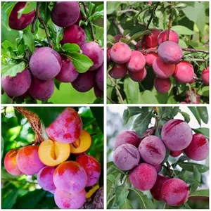 150+ Tropical Beach Plum Fruit Tree Seeds for Planting Outdoor- Non-GMO Prunus Maritima Growing Your Own Delicious Fruit in Garden